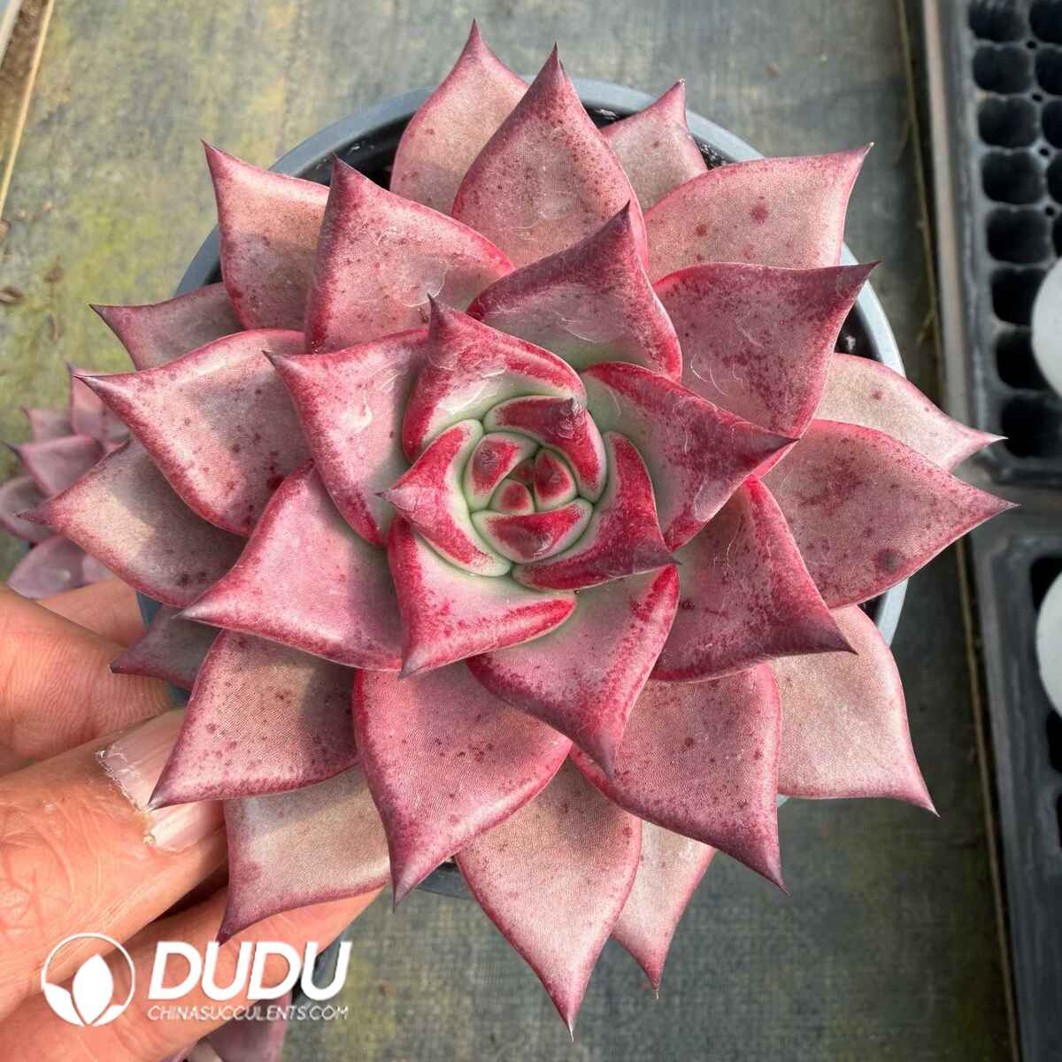 e201-745.jpg Echeveria Romeo - Image 1