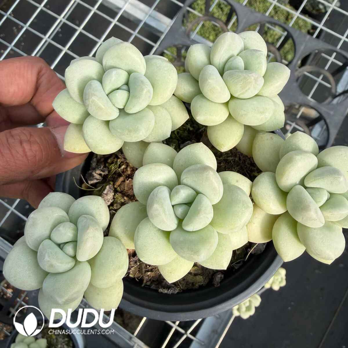 e201-746.jpg Graptopetalum Bubble Gum Clustering - Image 1