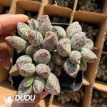 Adromischus Marianae