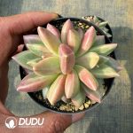 Echeveria Mist Bubble Double Heads