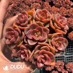 Echeveria Melaco Cluster