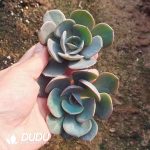500pcs Echeveria Dusty Rose Cuttings