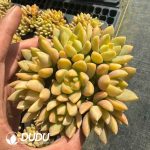 Sedum Golden Glow Cluster