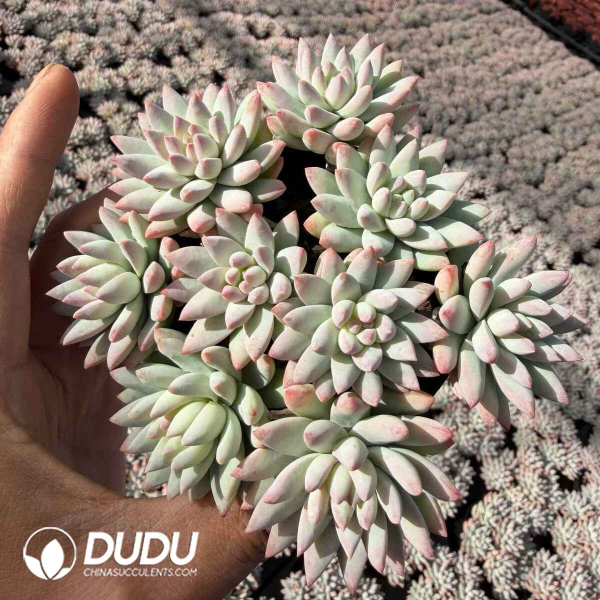 e201-751.jpg Echeveria Silver Frost Cluster - Image 1