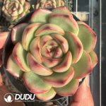 Echeveria Mont Blanc