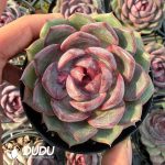 Echeveria Blueberry