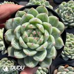 Echeveria Snowflake Jenny