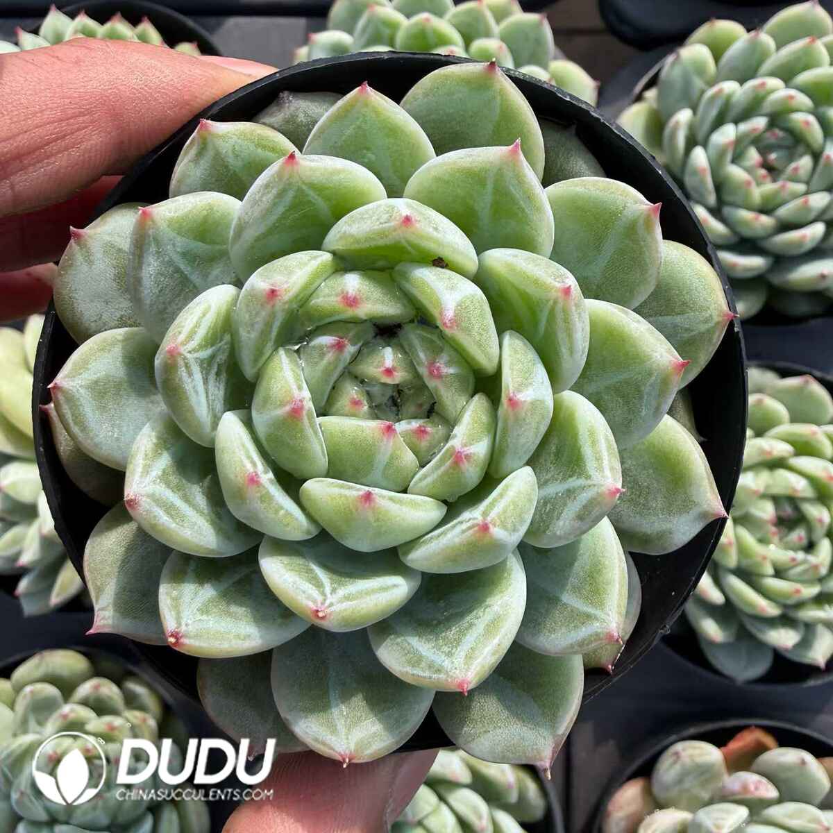 e201-756.jpg Echeveria Snowflake Jenny - Image 1