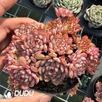 Echeveria Cinderella Clustering