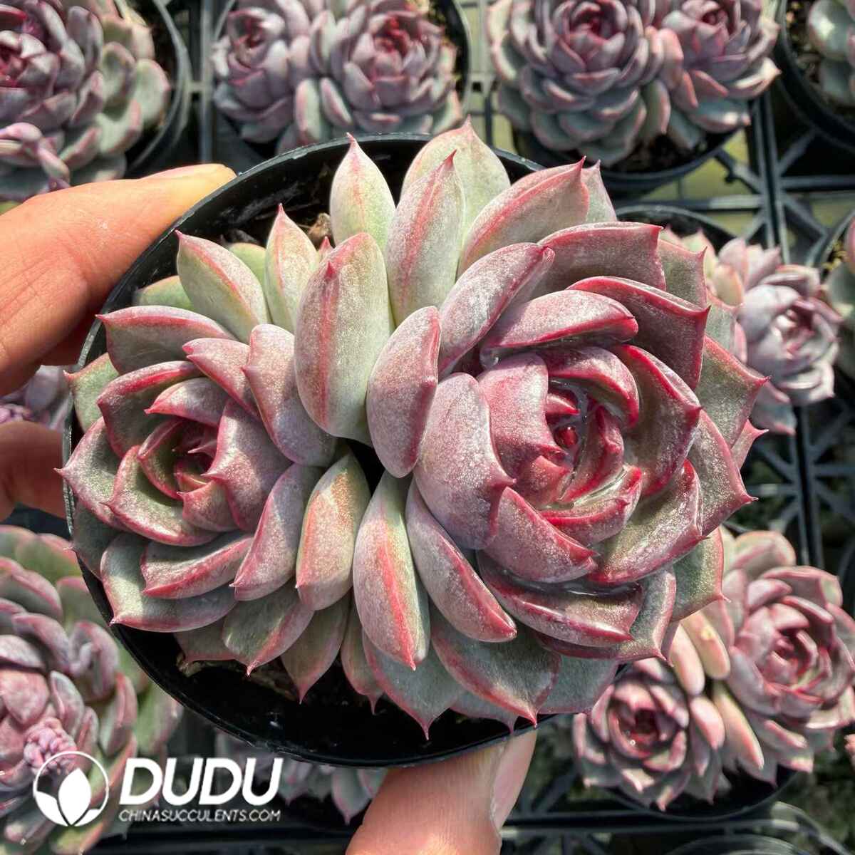 e201-758.jpg Echeveria Blueberry Double Heads - Image 1