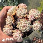 Echeveria Cute Bubble Clustering