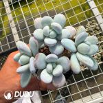 Pachyphytum Snow Beauty Clustering