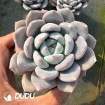 Echeveria OP Ice Jade