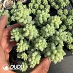 Sedum Jade Pendant Clustering
