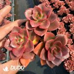 Echeveria Chocolate Clustering