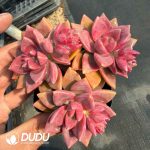 Sedum Pudding Clustering