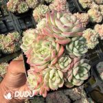 Echeveria No.19 Queen Clustering
