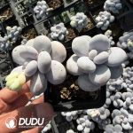 Graptopetalum Winstone Double Heads