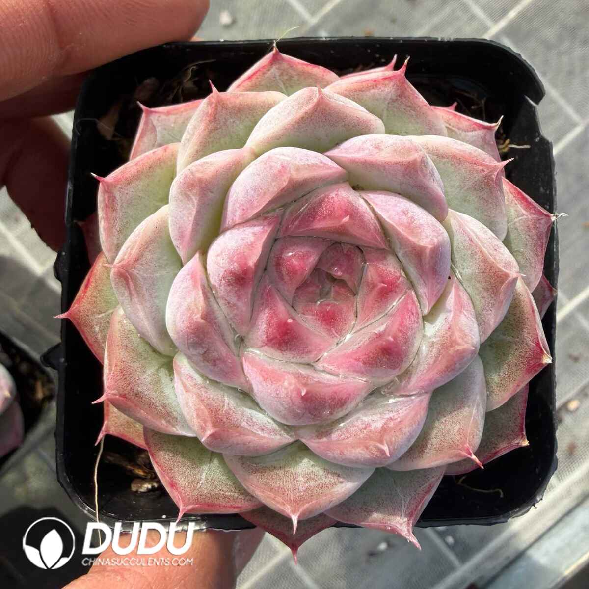 e201-767.jpg Echeveria Peach Incense Queen - Image 1