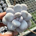 Graptopetalum Winstone