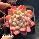 Echeveria Iceberg Honey
