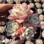 Echeveria No.15 Queen Clustering