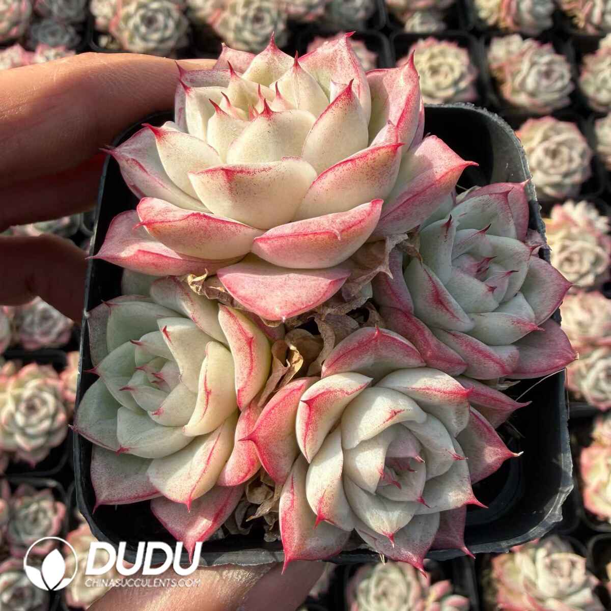 e201-771.jpg Echeveria No.15 Queen Clustering - Image 1