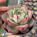 Echeveria Red Bull