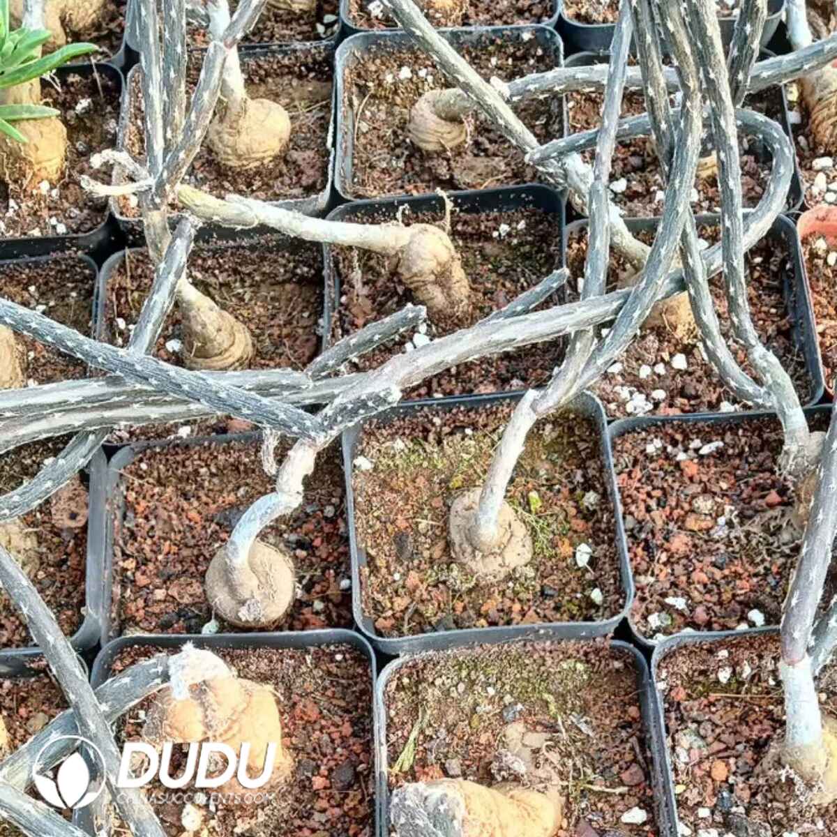 e201-773.jpg Pterocactus Tuberosus - Image 1