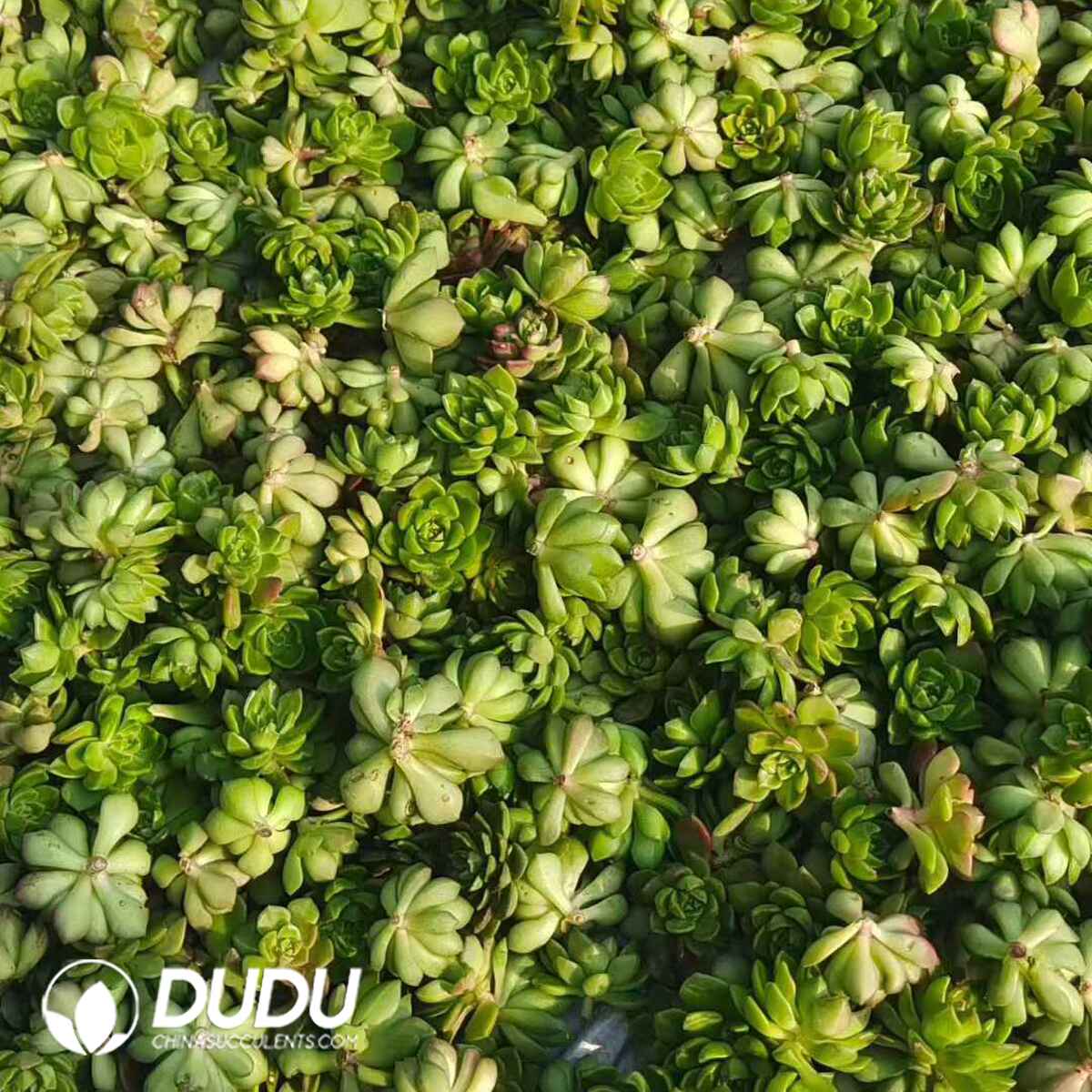 e201-78.jpg 500pcs Echeveria Letizia Cuttings - Image 1