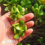 500pcs Sedum dendroideum Cuttings