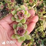 500pcs Echeveria Crystal Rose Cuttings