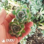 500pcs Echeveria Cherry Cuttings