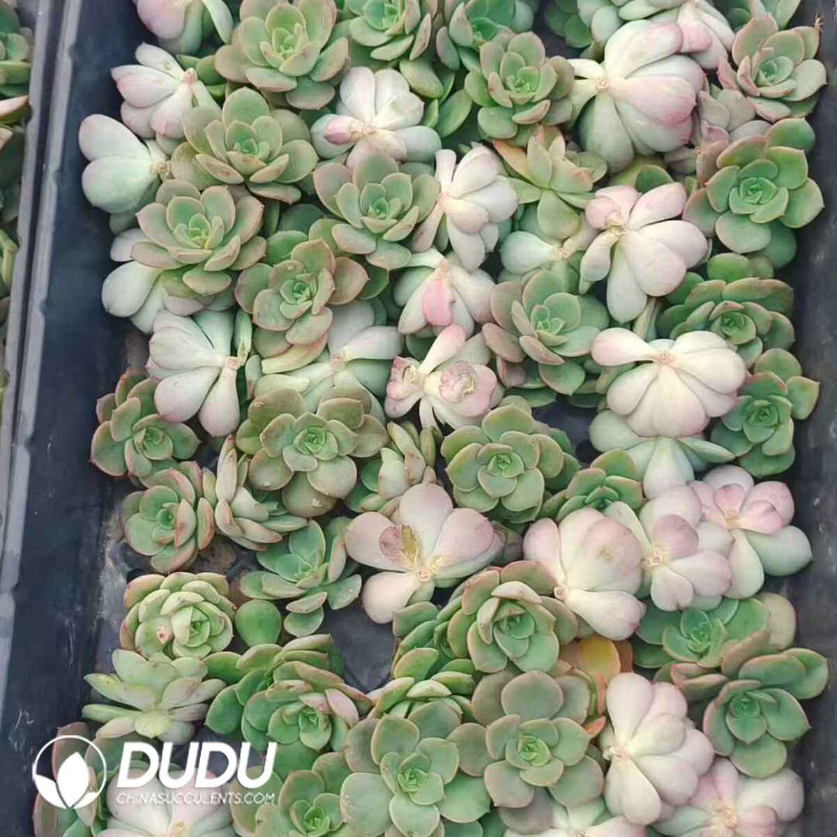 e201-86.jpg 500pcs Echeveria Nicksana Cuttings - Image 1