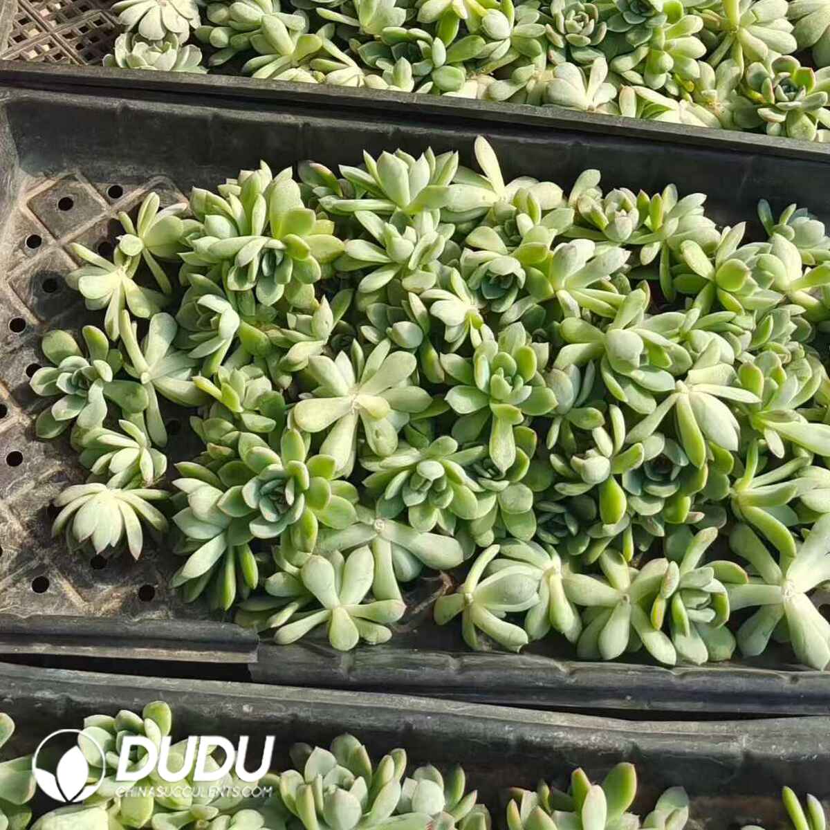 e201-87.jpg 500pcs Echeveria Shasha Queen Cuttings - Image 1