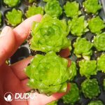 500pcs Haworthia Crystal Cherry Cuttings