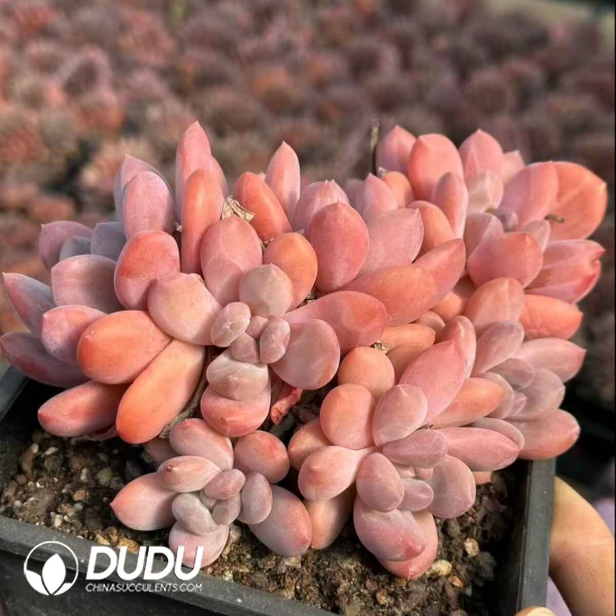 e201-9.jpg Pachyphytum Colorful Candy clustering pink variant - Image 1