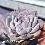 Echeveria Dolphin Bay - Image 2