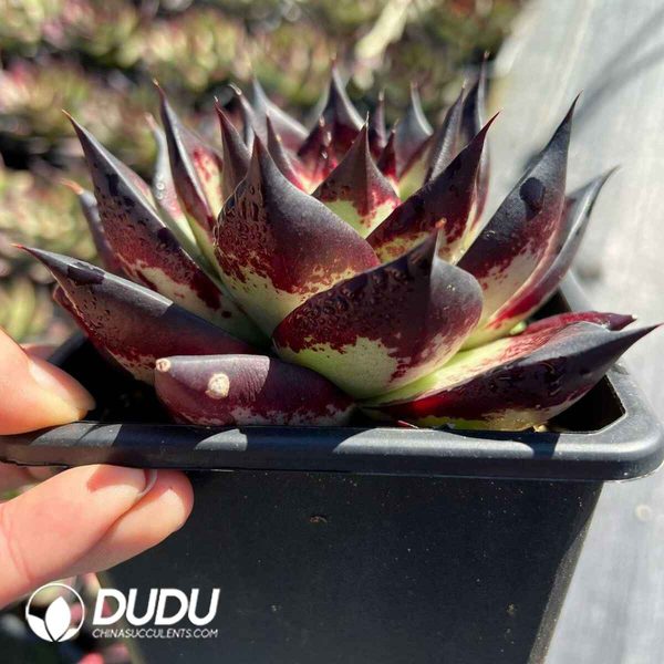 Echeveria Demon - Image 2