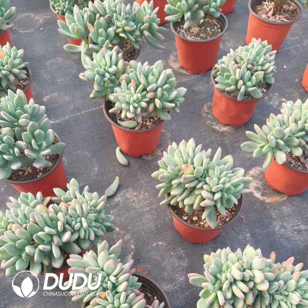 Pachyphytum Blue Haze Cristata - Image 2