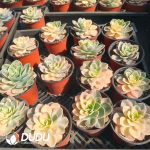 Echeveria Star Natal Variegated - Image 2