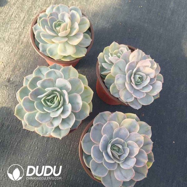 Echeveria Surprise Variegated - Image 2