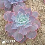 Echeveria  Sky - Image 2