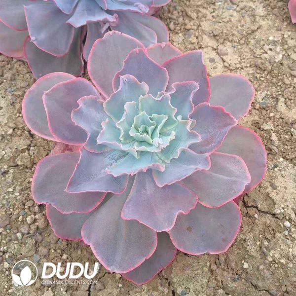 Echeveria  Sky - Image 2