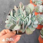 Echeveria Cabbage Cristata - Image 2