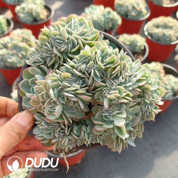 Echeveria Berry Cristata - Image 2