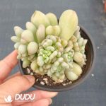 Echeveria Bill Gates Clustering - Image 2