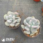 Pachyphytum  Fried - Image 2