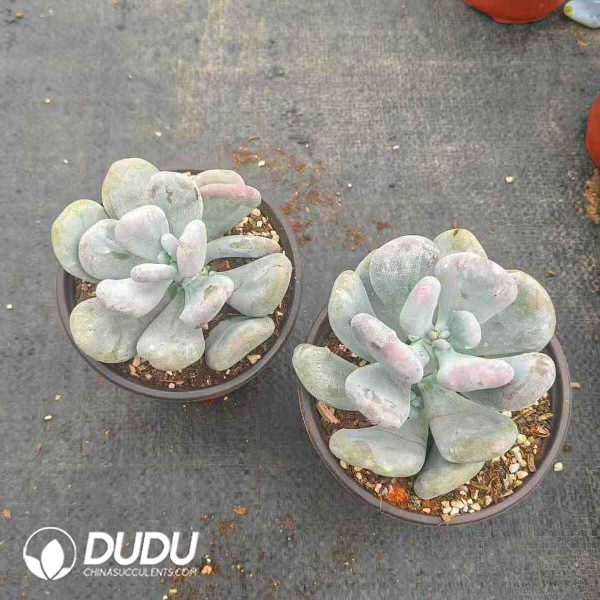Pachyphytum  Fried - Image 2