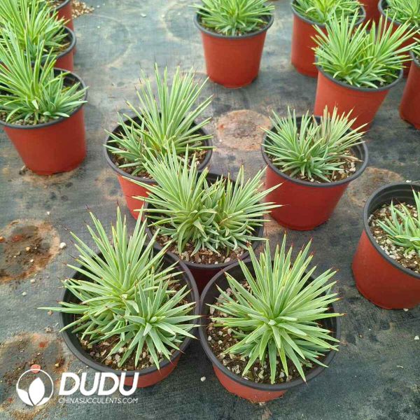 Agave stricta - Image 2